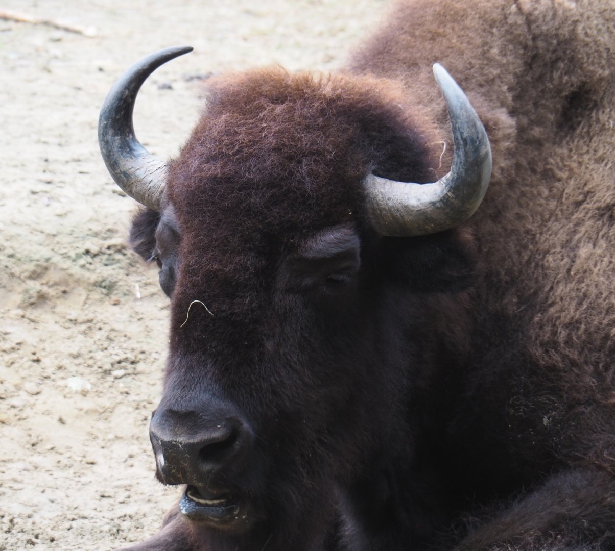 American Plains bison (Bison bison bison), 2020-10-19