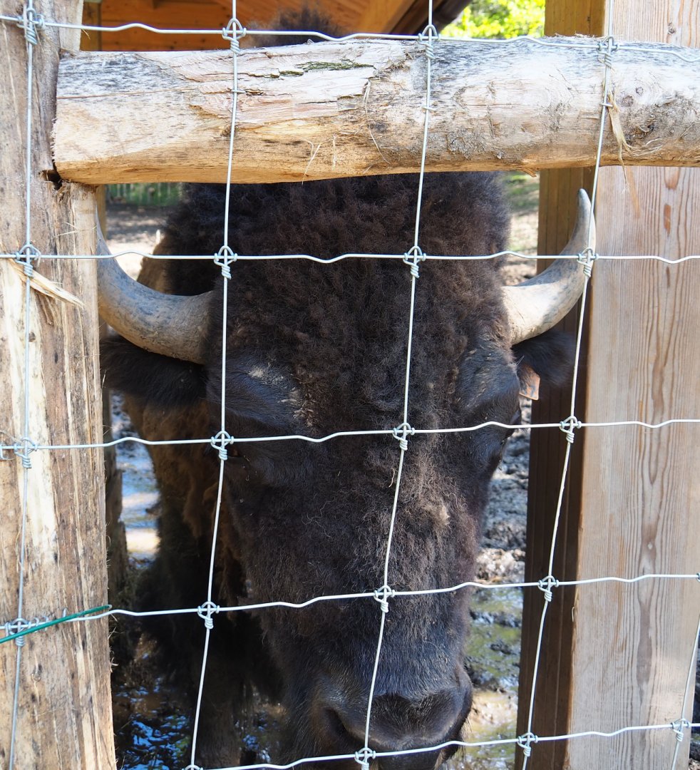 American Plains bison (Bison bison bison), 2021-05-29