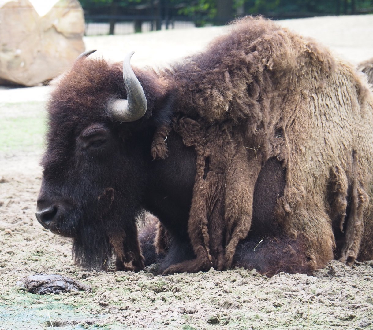 American plains bison (Bison bison bison), 2021-07-03