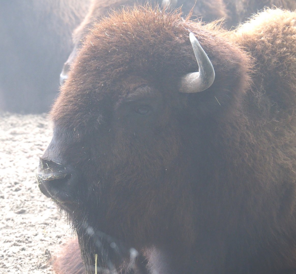 American Plains bison (Bison bison bison), 2021-10-10