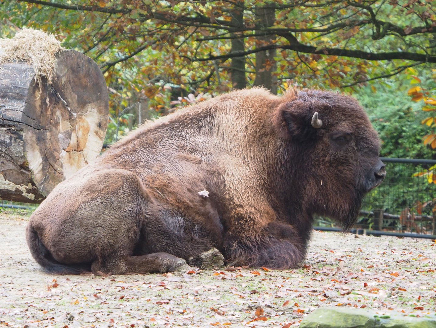 American Plains bison (Bison bison bison), 2021-11-06