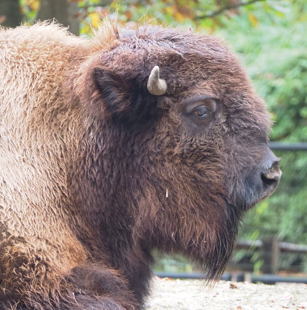 American Plains bison (Bison bison bison), 2021-11-06