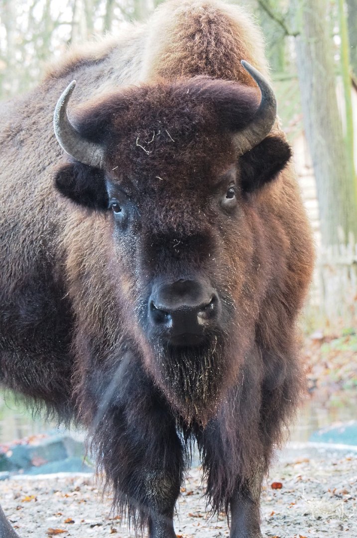American Plains bison (Bison bison bison), 2021-11-23