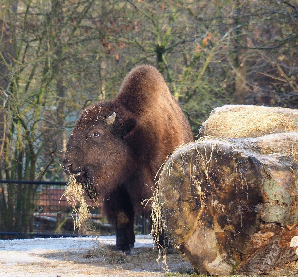 American Plains bison (Bison bison bison), 2021-12-22