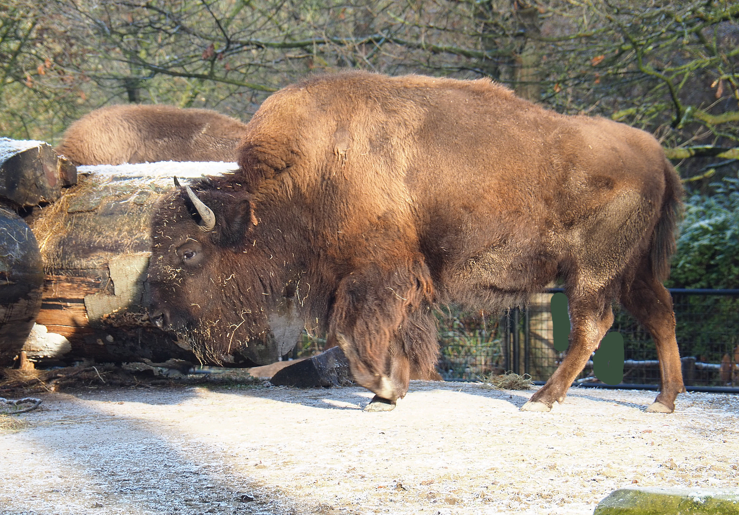 American Plains bison (Bison bison bison), 2021-12-22