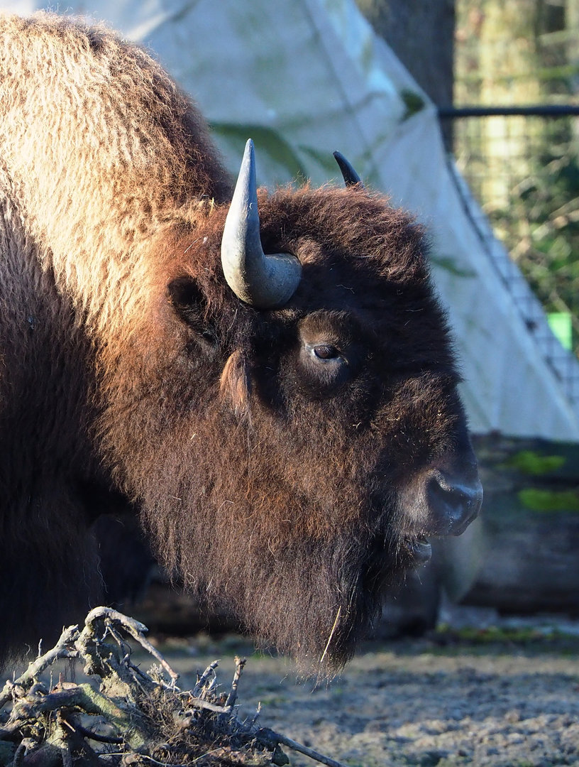 American Plains bison (Bison bison bison), 2022-01-30