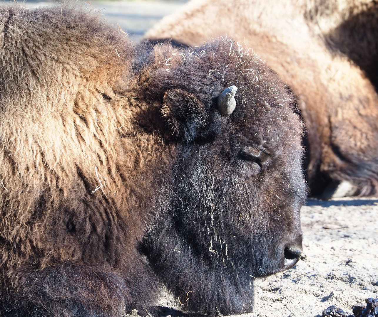 American Plains bison (Bison bison bison), 2022-03-08