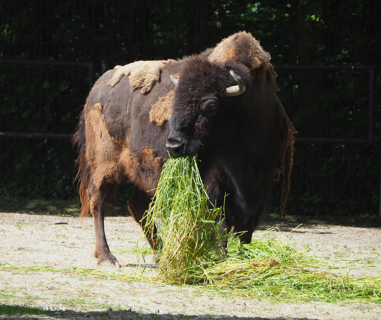 American Plains bison (Bison bison bison), 2022-05-28
