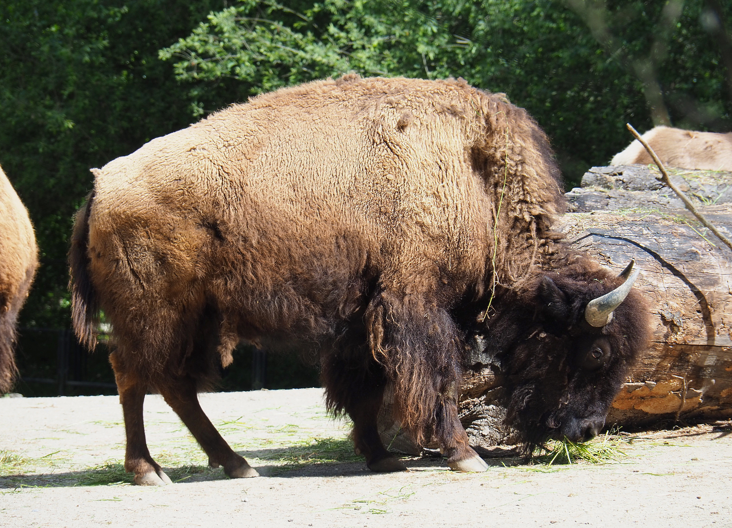 American Plains bison (Bison bison bison), 2022-05-28
