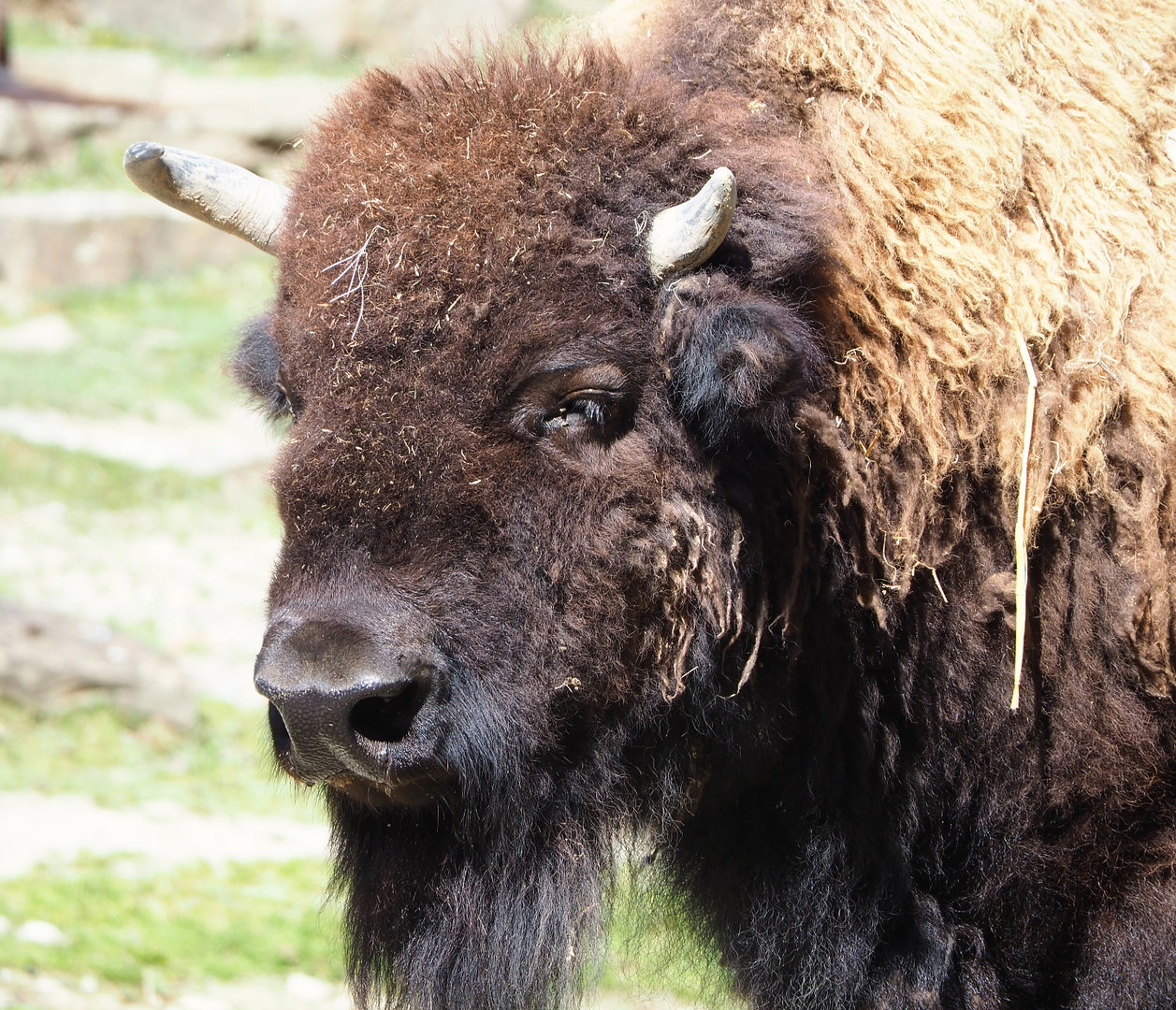American Plains bison (Bison bison bison), 2022-06-15