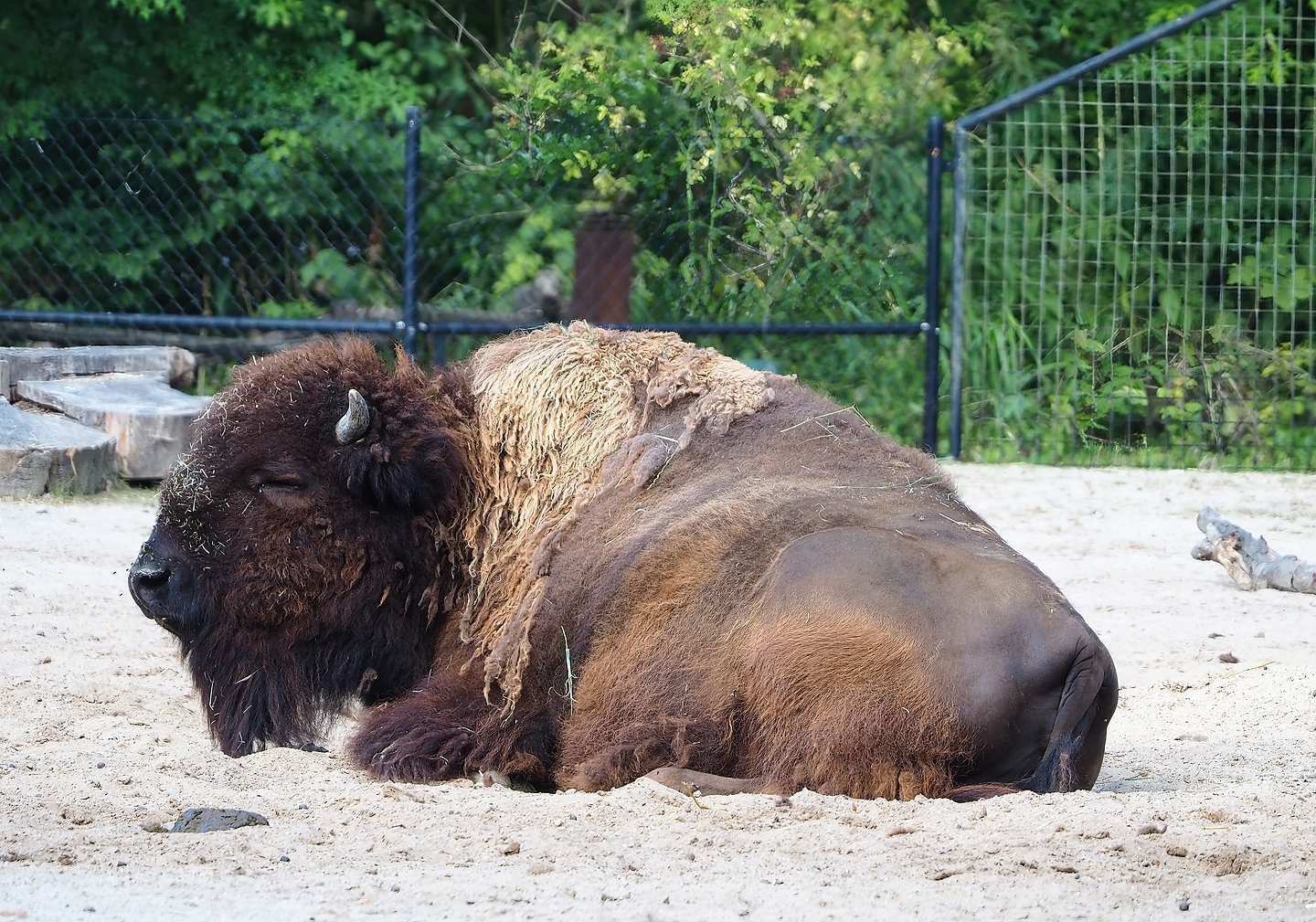 American Plains bison (Bison bison bison), 2022-07-16