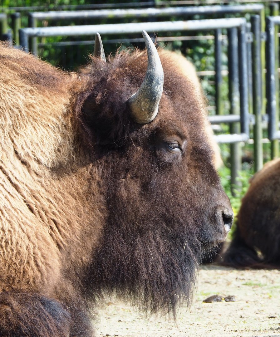 American Plains bison (Bison bison bison), 2023-04-18