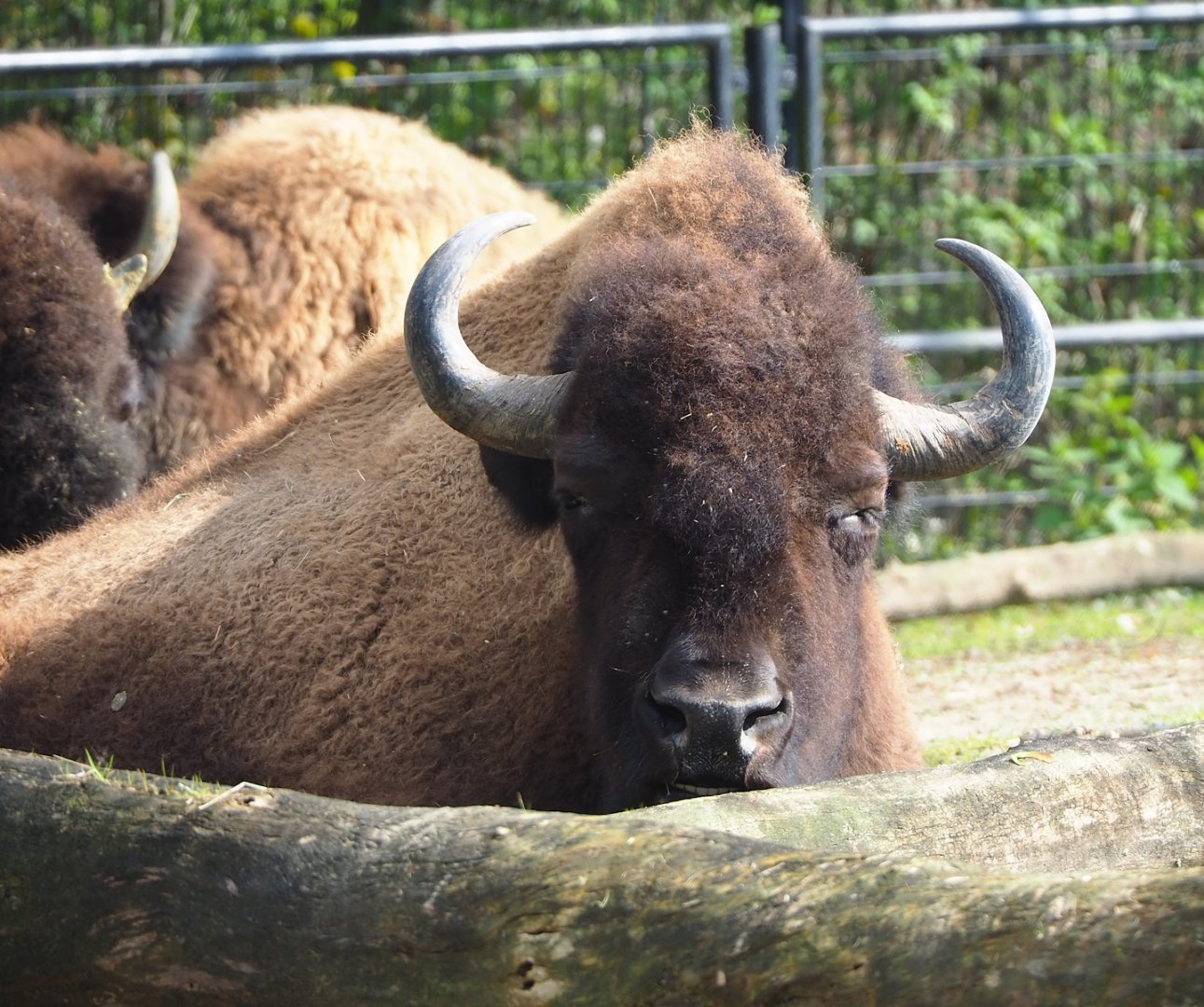 American Plains bison (Bison bison bison), 2023-04-18