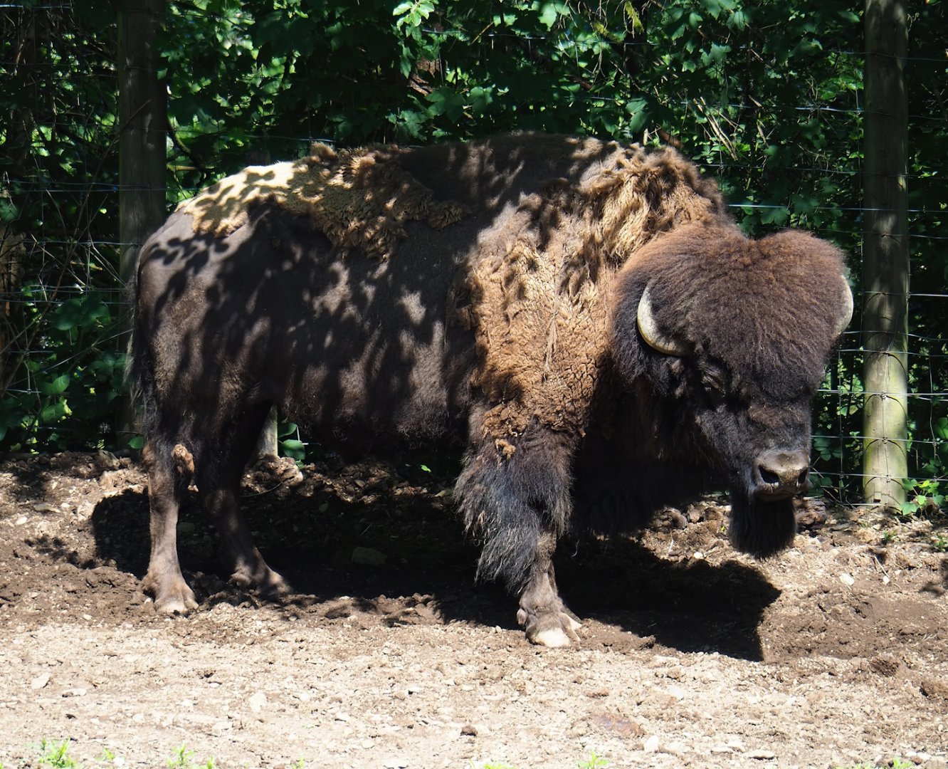 American Plains bison (Bison bison bison), 2023-06-24