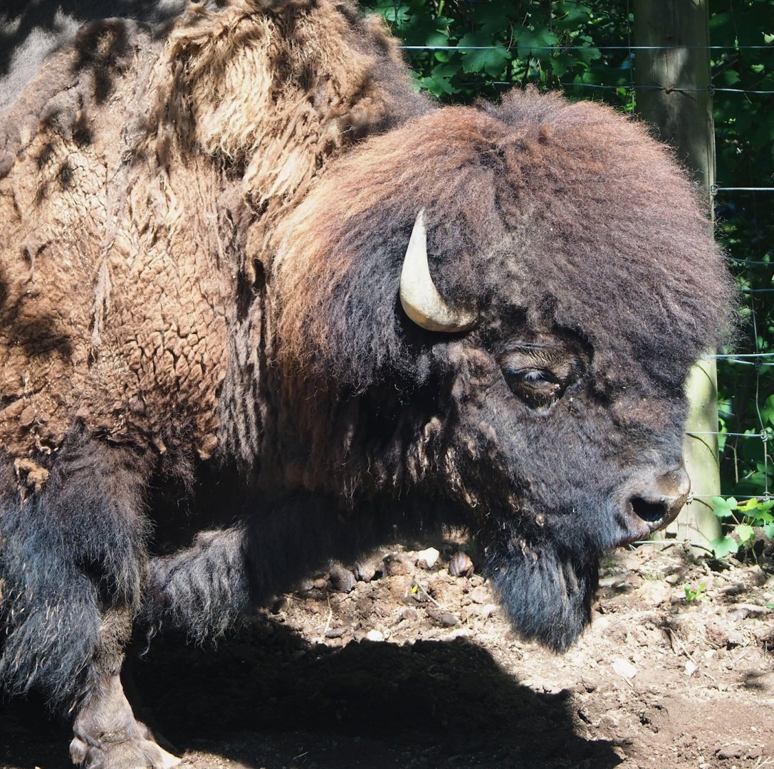 American Plains bison (Bison bison bison), 2023-06-24