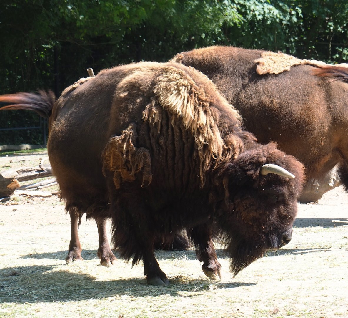 American Plains bison (Bison bison bison), 2023-07-08