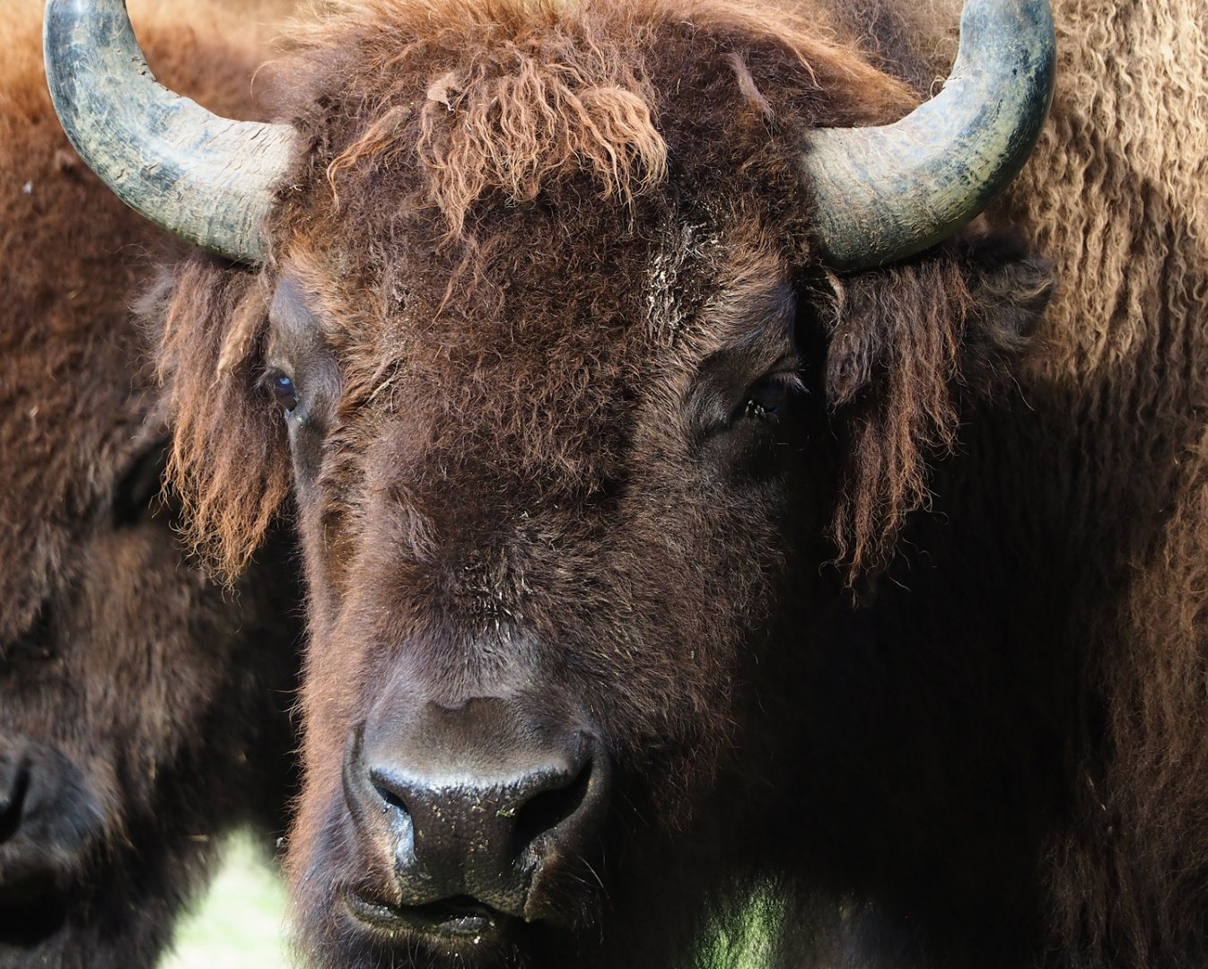 American Plains bison (Bison bison bison), 2023-09-19