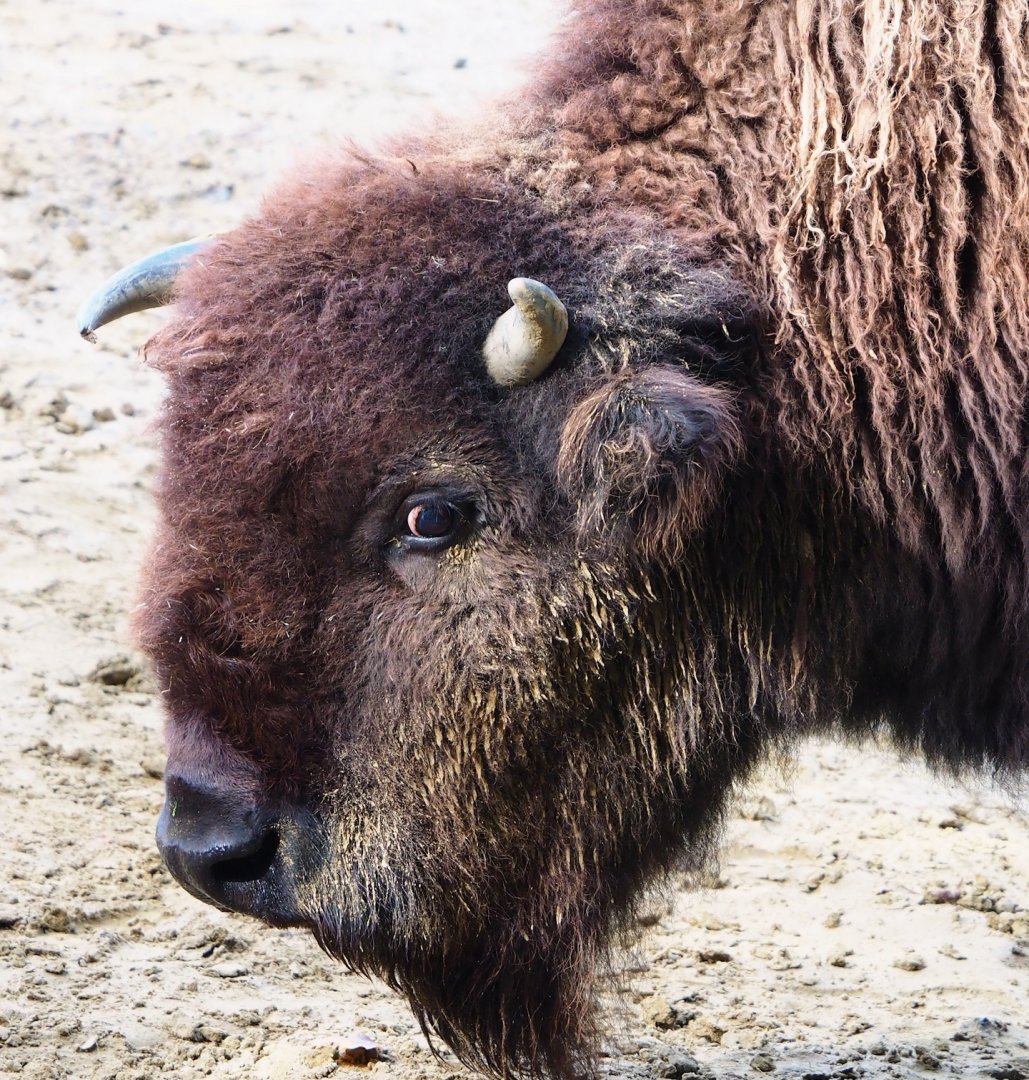 American Plains bison (Bison bison bison), 2023-09-19