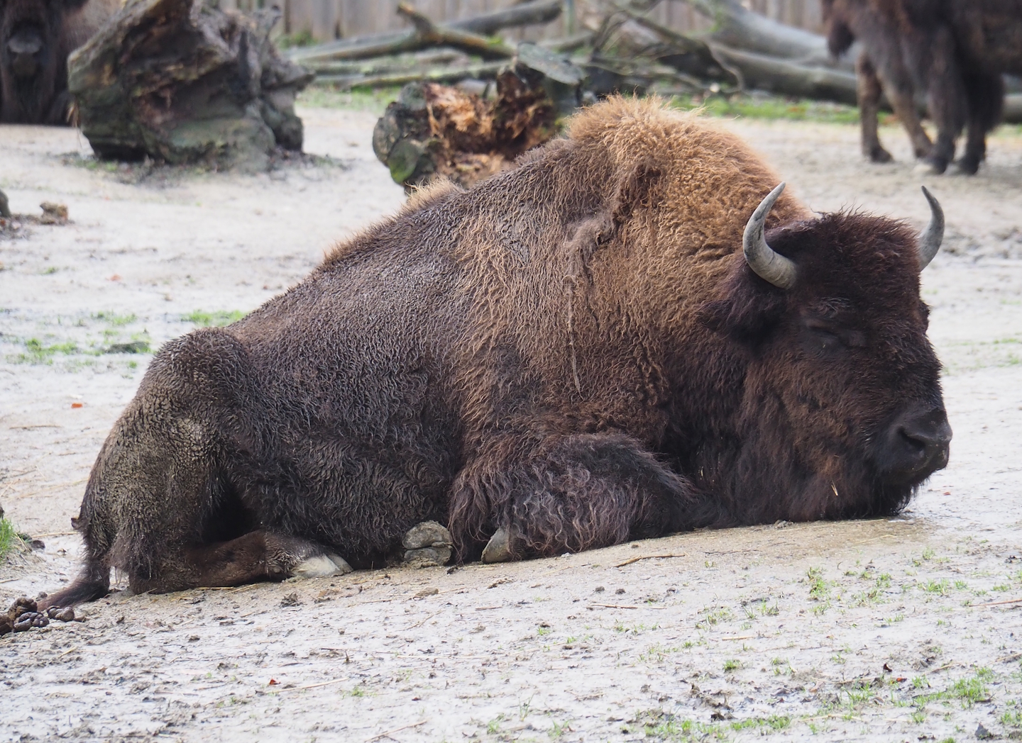 American Plains bison (Bison bison bison), 2024-01-01