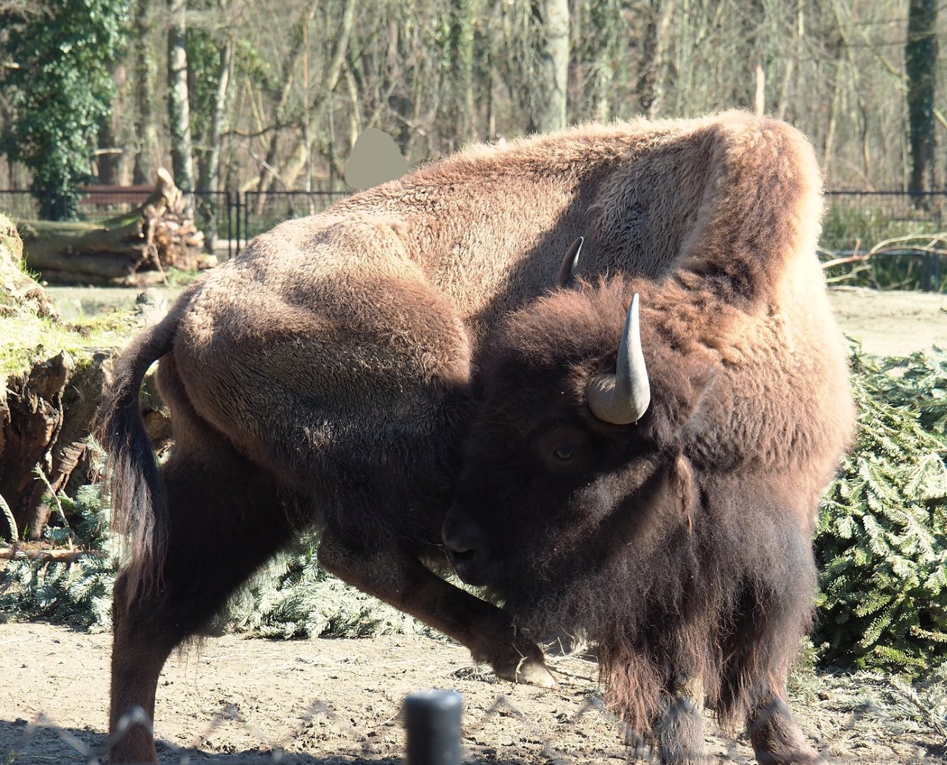 American Plains bison (Bison bison bison), 2024-03-04