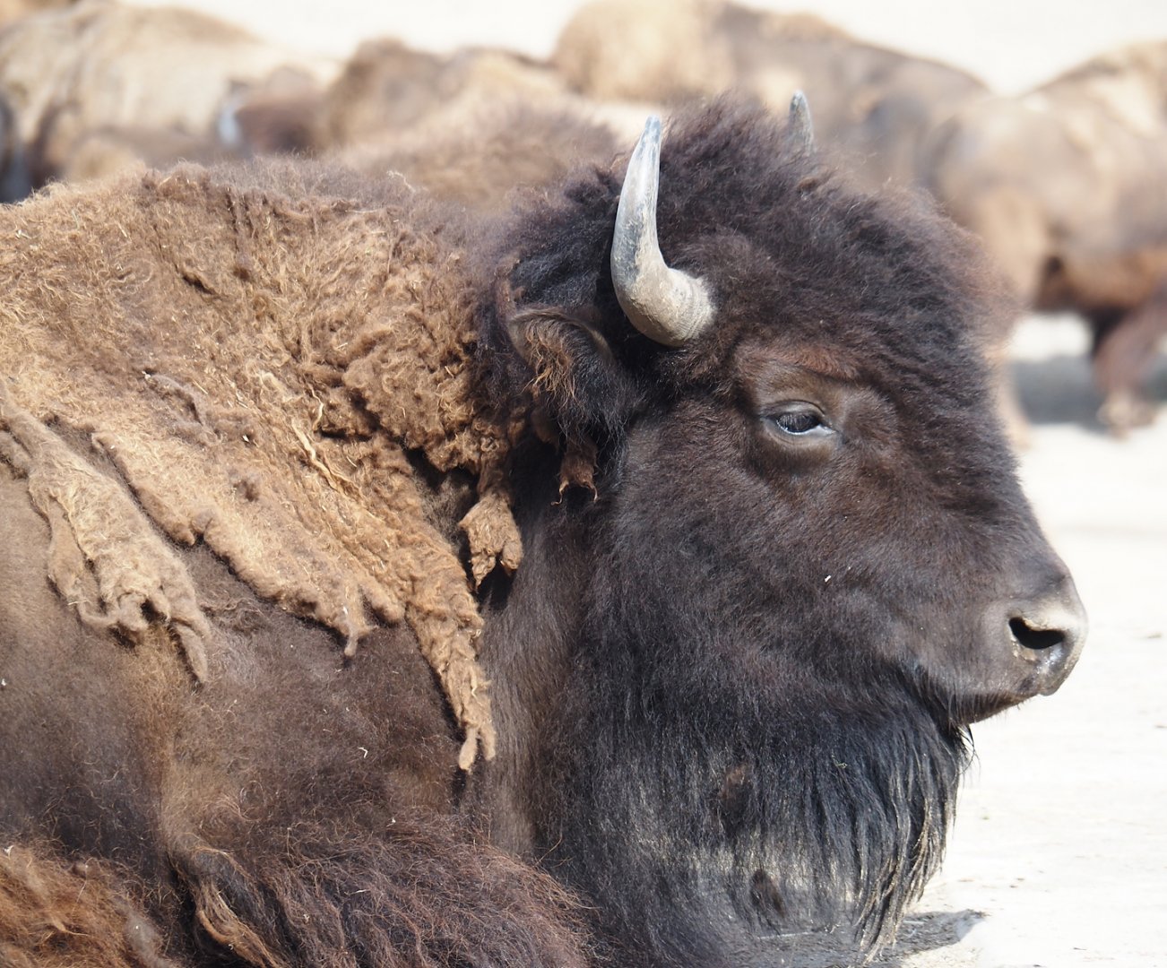 American Plains bison (Bison bison bison), 2024-06-30