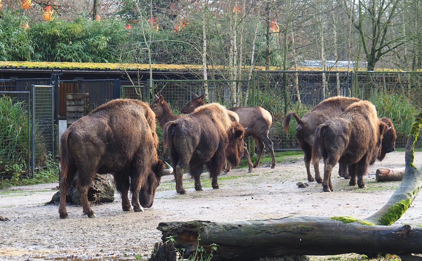 American Plains bison (Bison bison bison) and Rocky Mountain wapitis (Cervus canadensis nelsoni), 2024-01-01