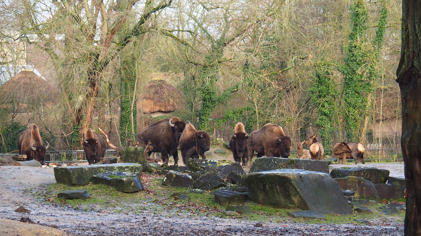 American Plains bison (Bison bison bison) and Rocky Mountain wapitis (Cervus canadensis nelsoni), 2024-01-01