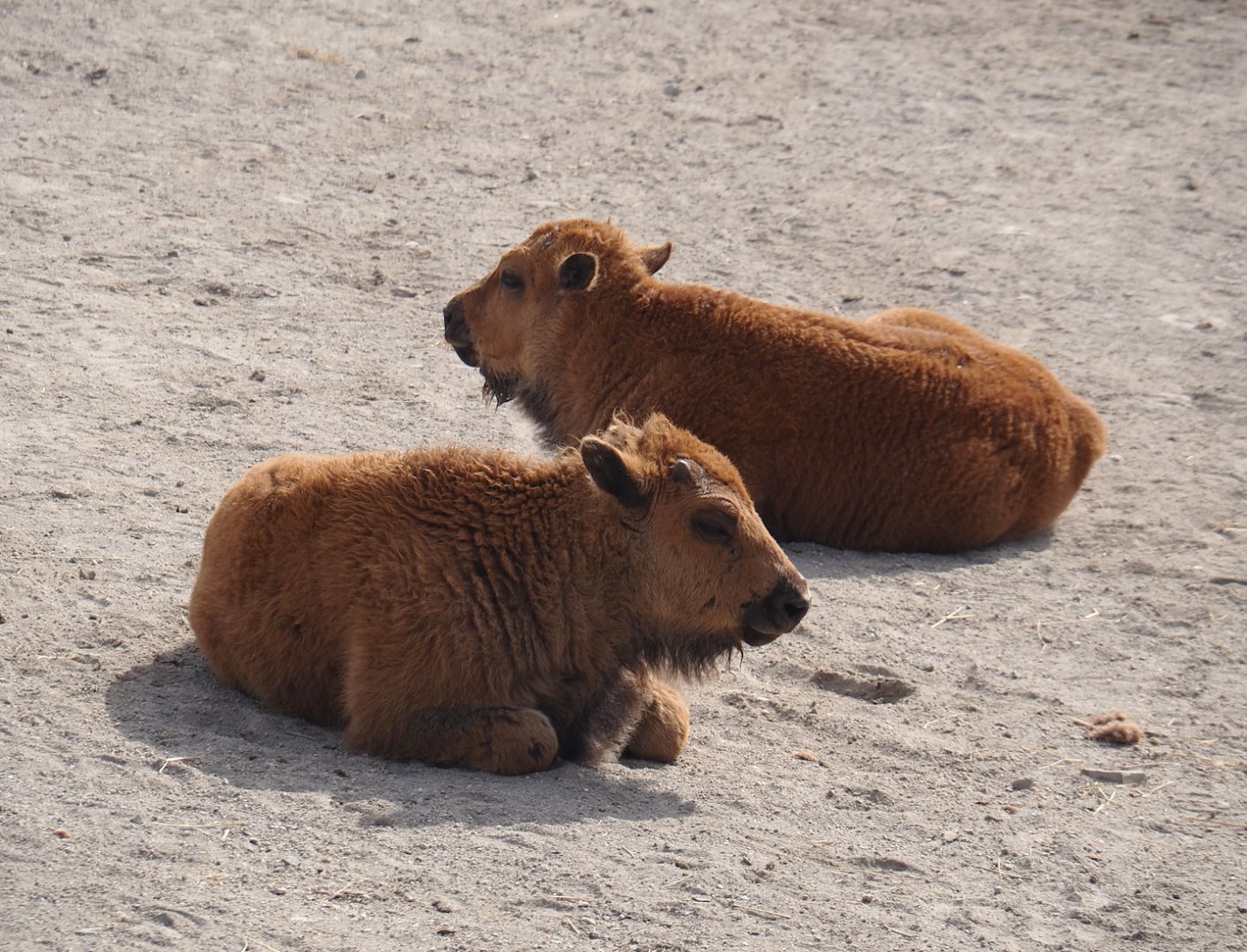 American Plains bison (Bison bison bison) calves, 2024-06-30