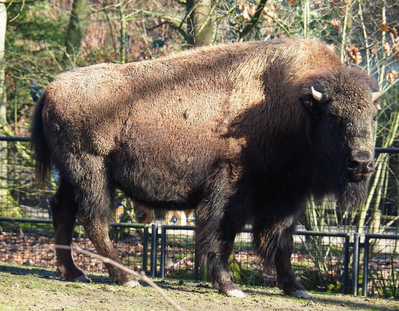 American plains bison (Bison bison bison), Feb 16th, 2019