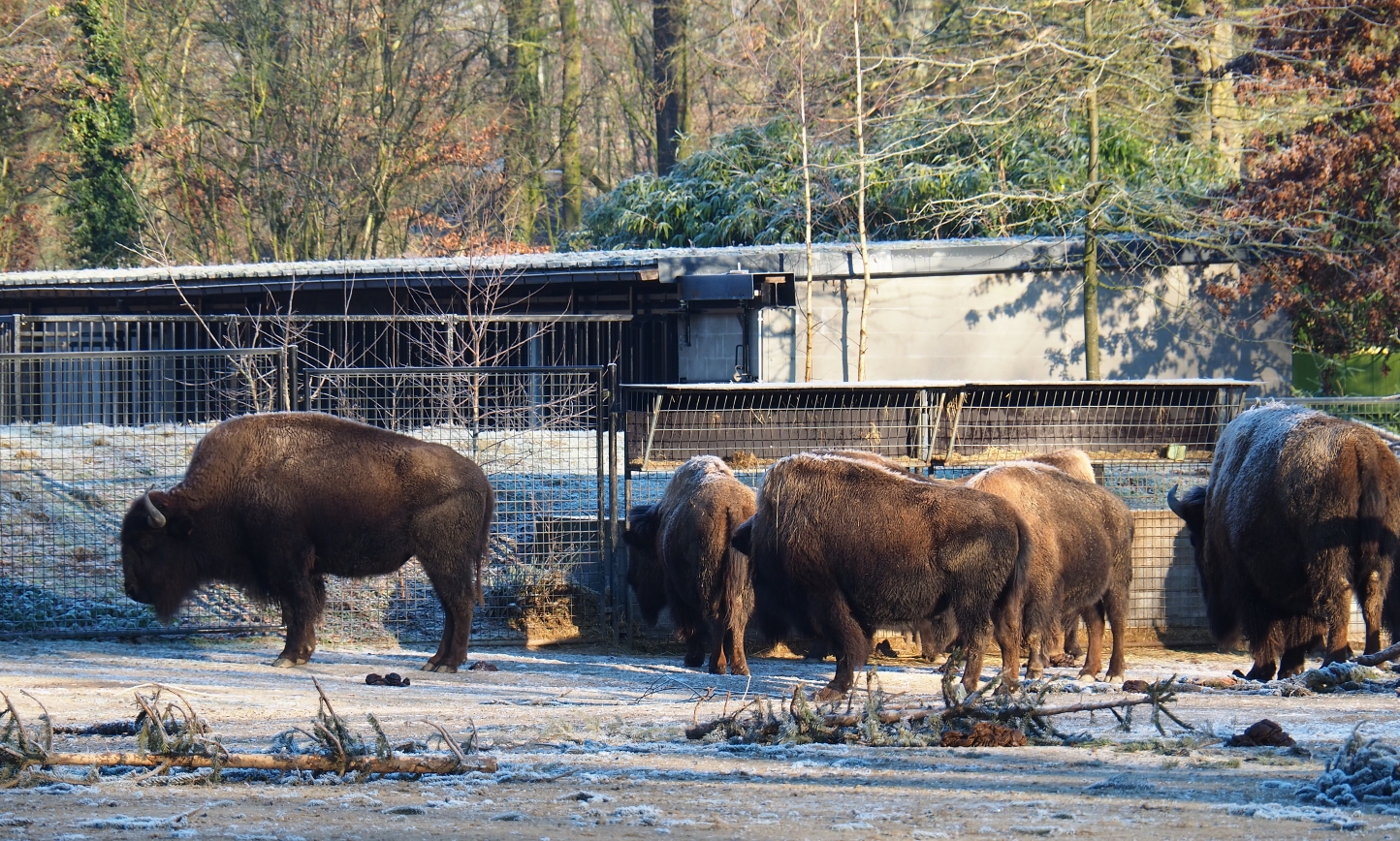 American plains bison (Bison bison bison) herd (Jan 20th, 2019)