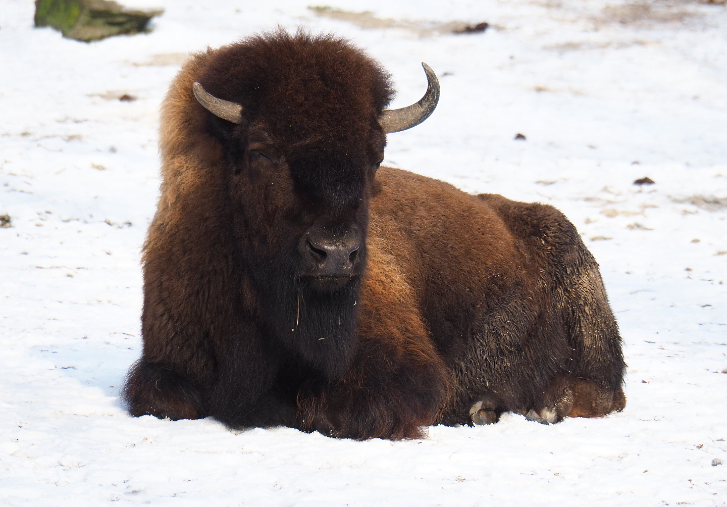 American Plains bison (Bison bison bison) in the snow, 2021-02-14