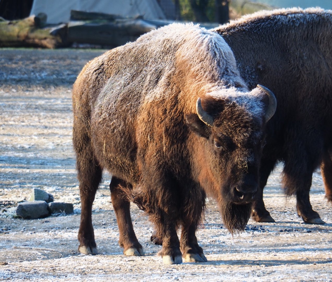 American plains bison (Bison bison bison), Jan 20th, 2019