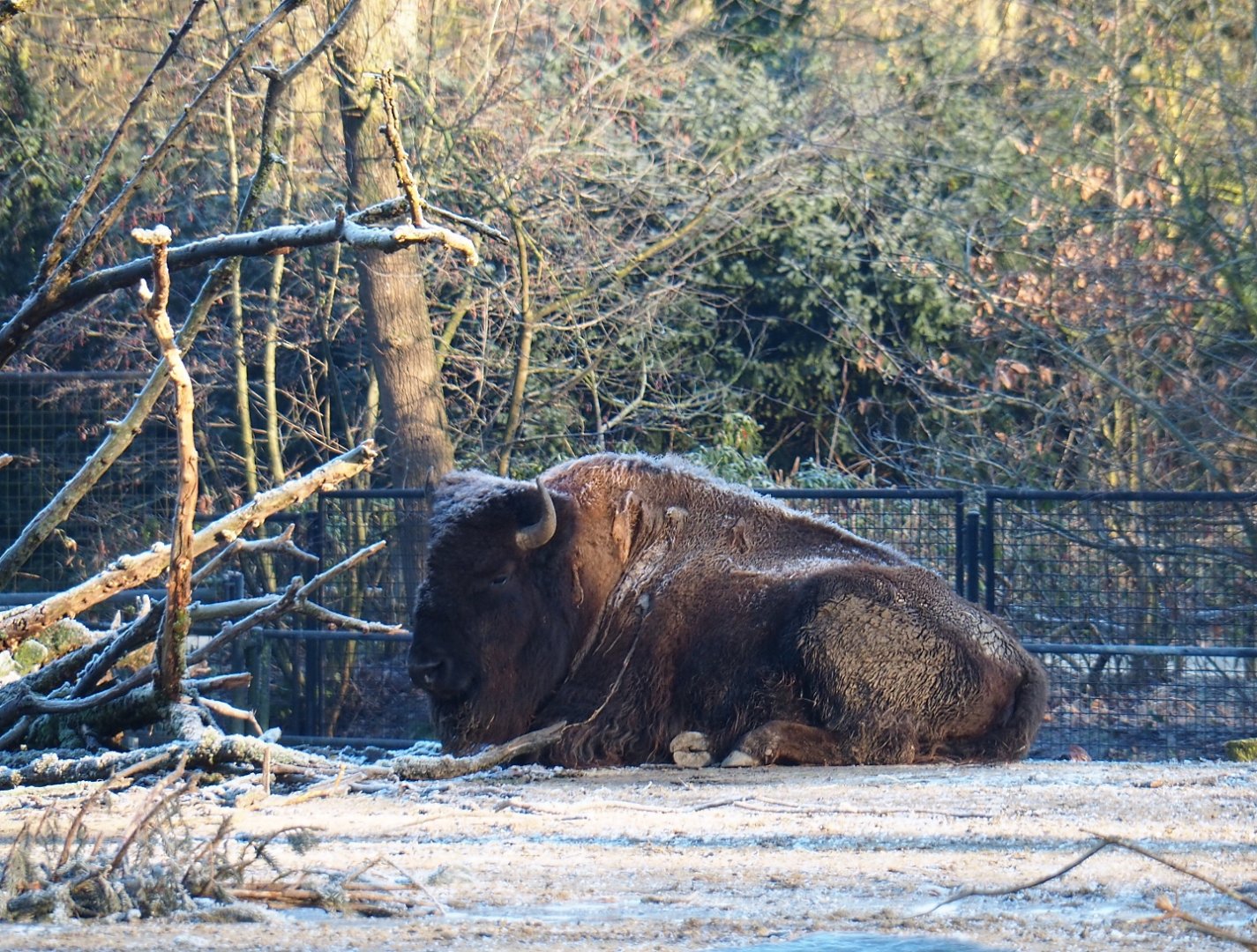 American plains bison (Bison bison bison), Jan 20th, 2019