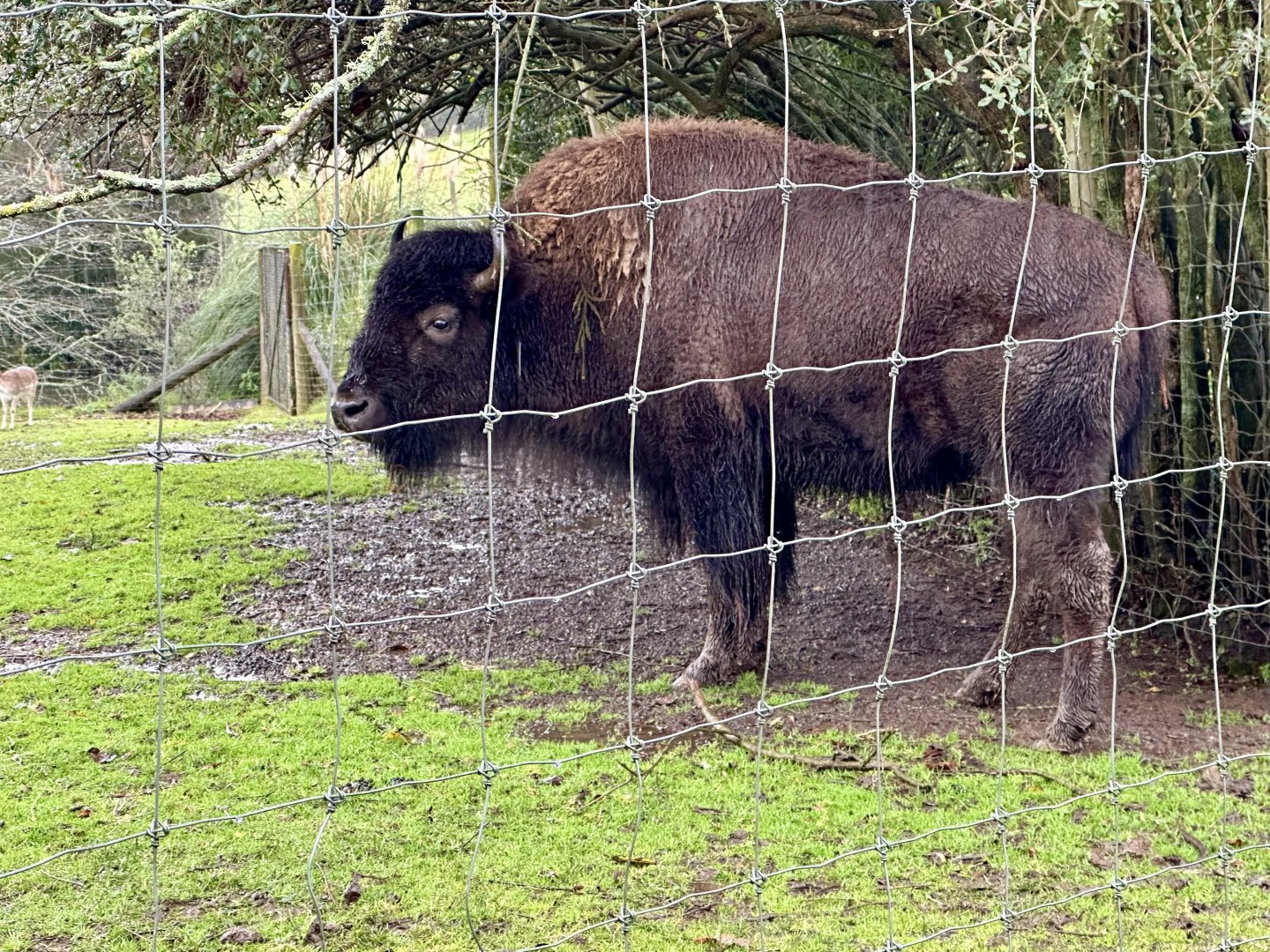 American plains bison (Bison Bison Bison)