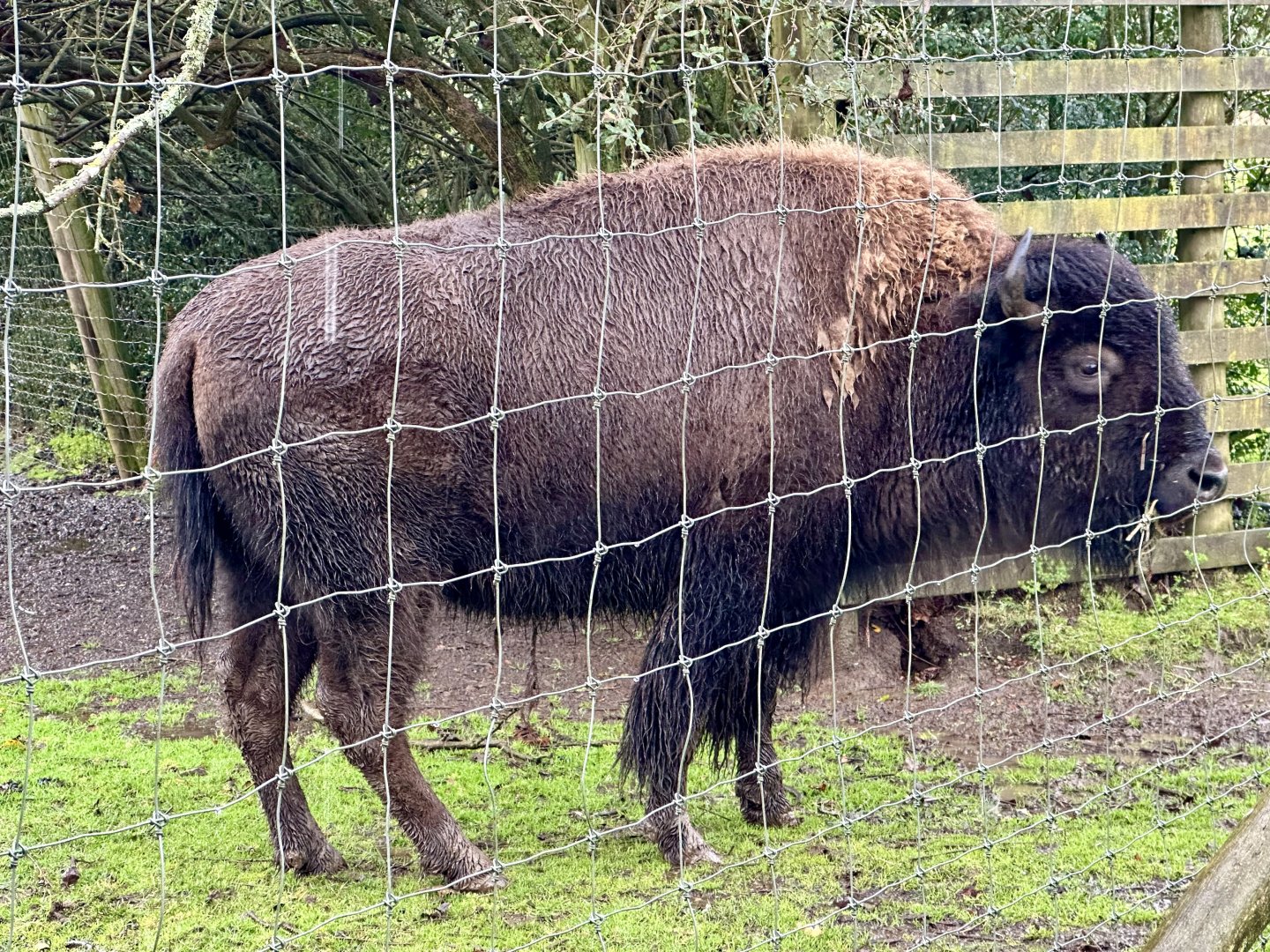 American plains bison (Bison Bison Bison)