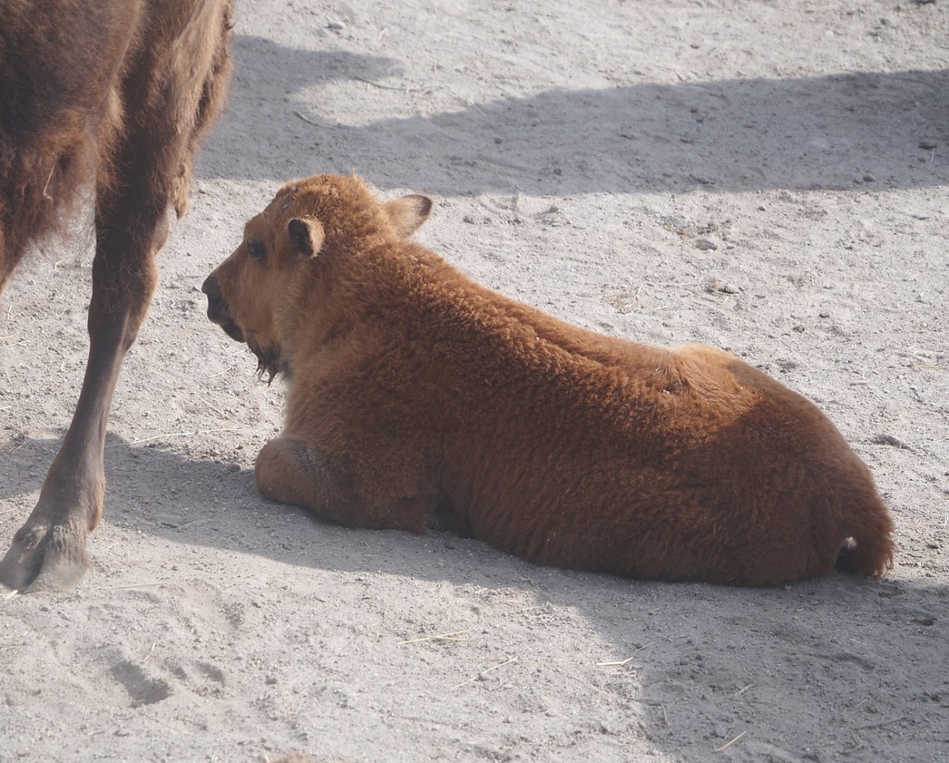American Plains bison calf (Bison bison bison), 2024-06-30