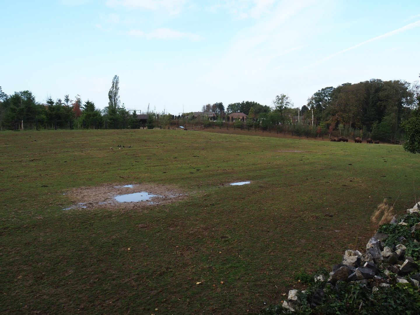 American plains bison exhibit, 2019-10-04