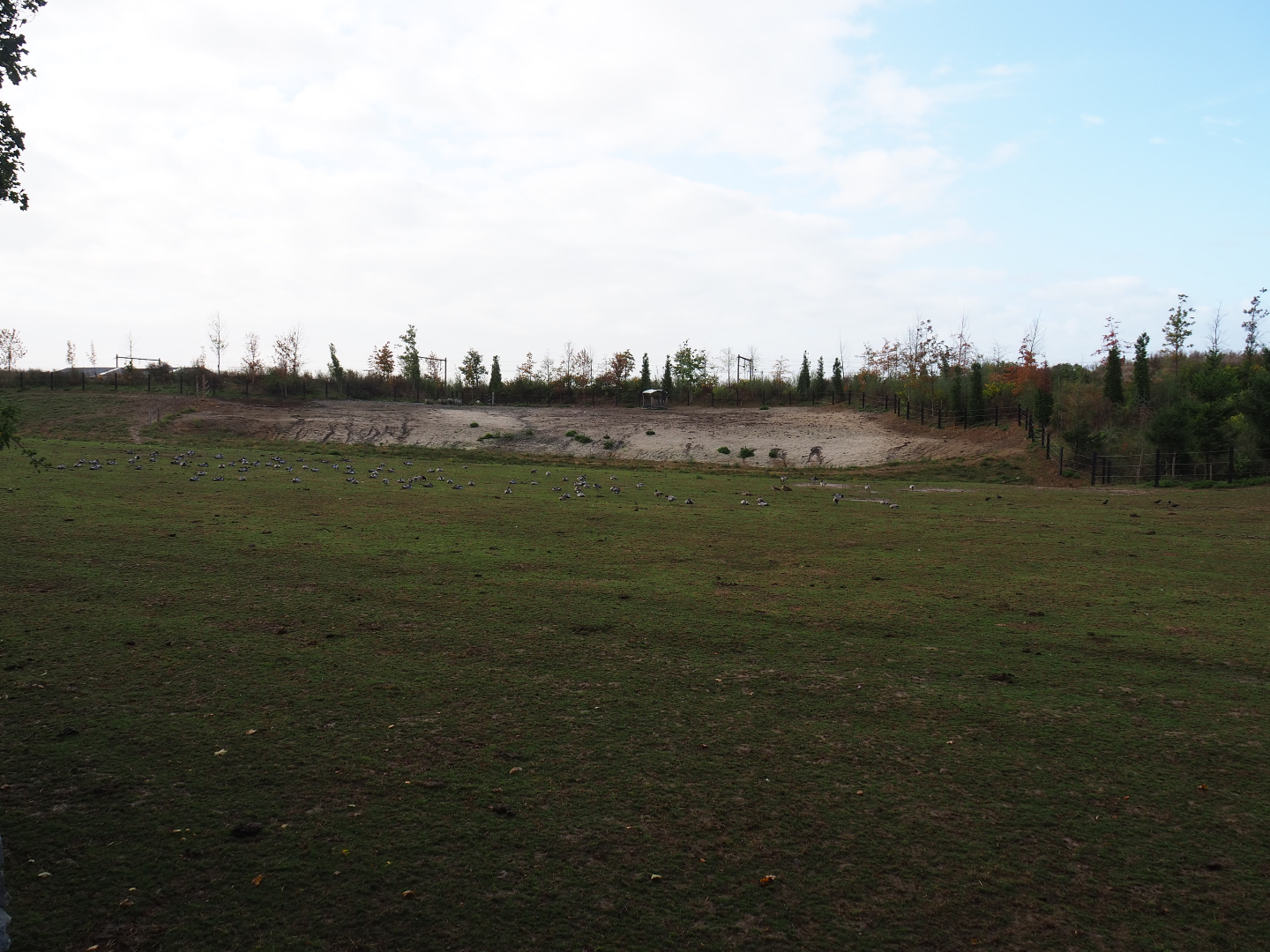 American plains bison exhibit, 2019-10-04