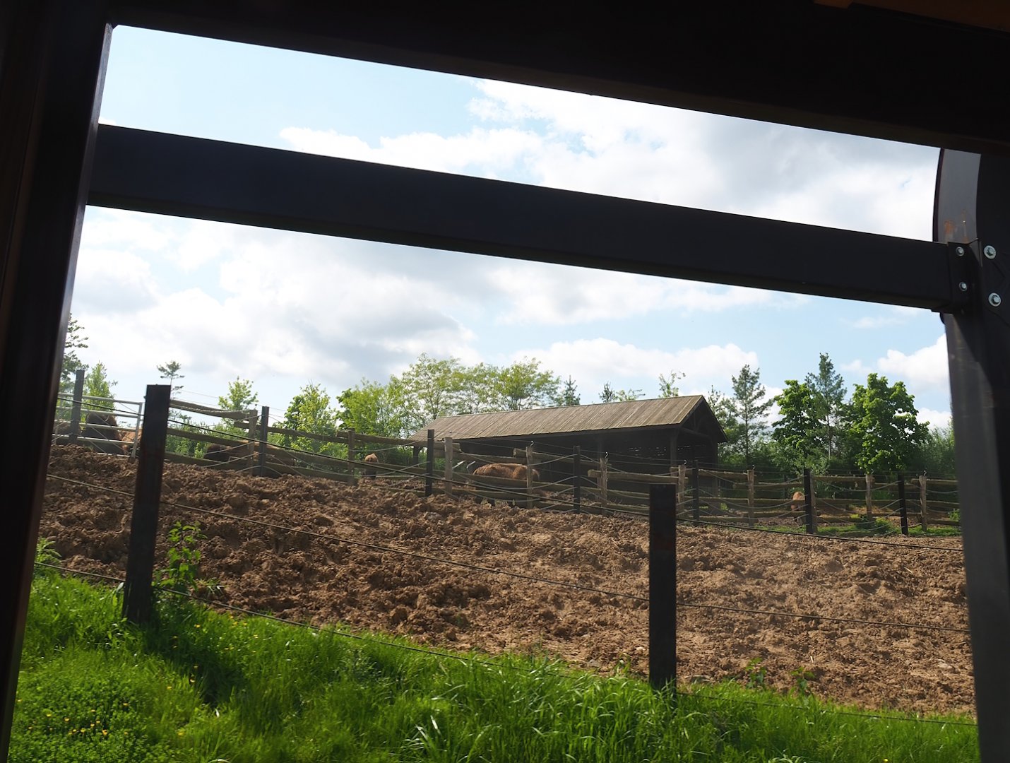 American Plains bison exhibit, Pairi Daiza Steam Railway ride - X, 2023-05-16