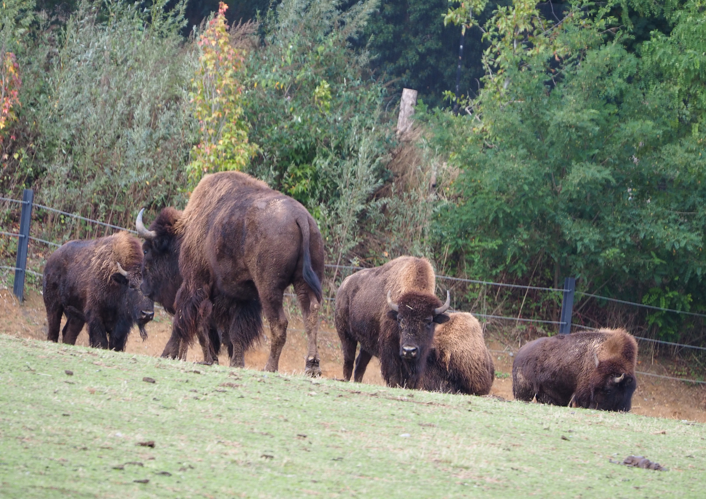 American plains bison herd (Bison bison bison), 2019-10-04