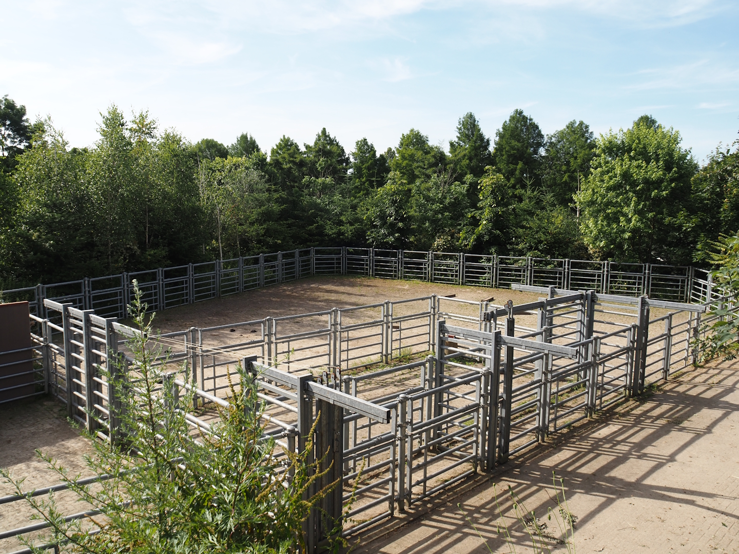 American Plains bison holding yards, 2024-06-30