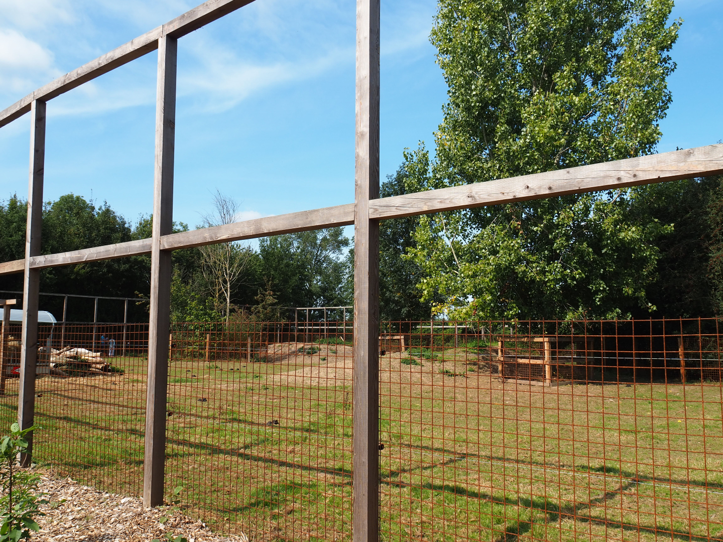 American Plains bison paddock, 2020-09-12