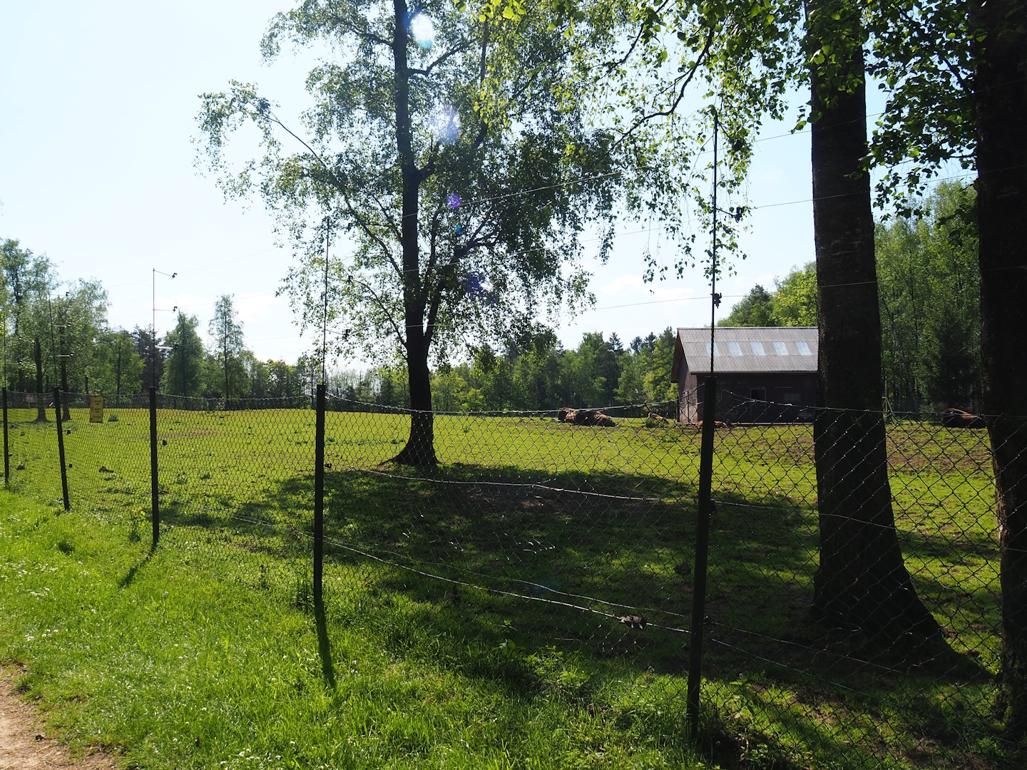 American Plains bison paddock, 2023-05-19