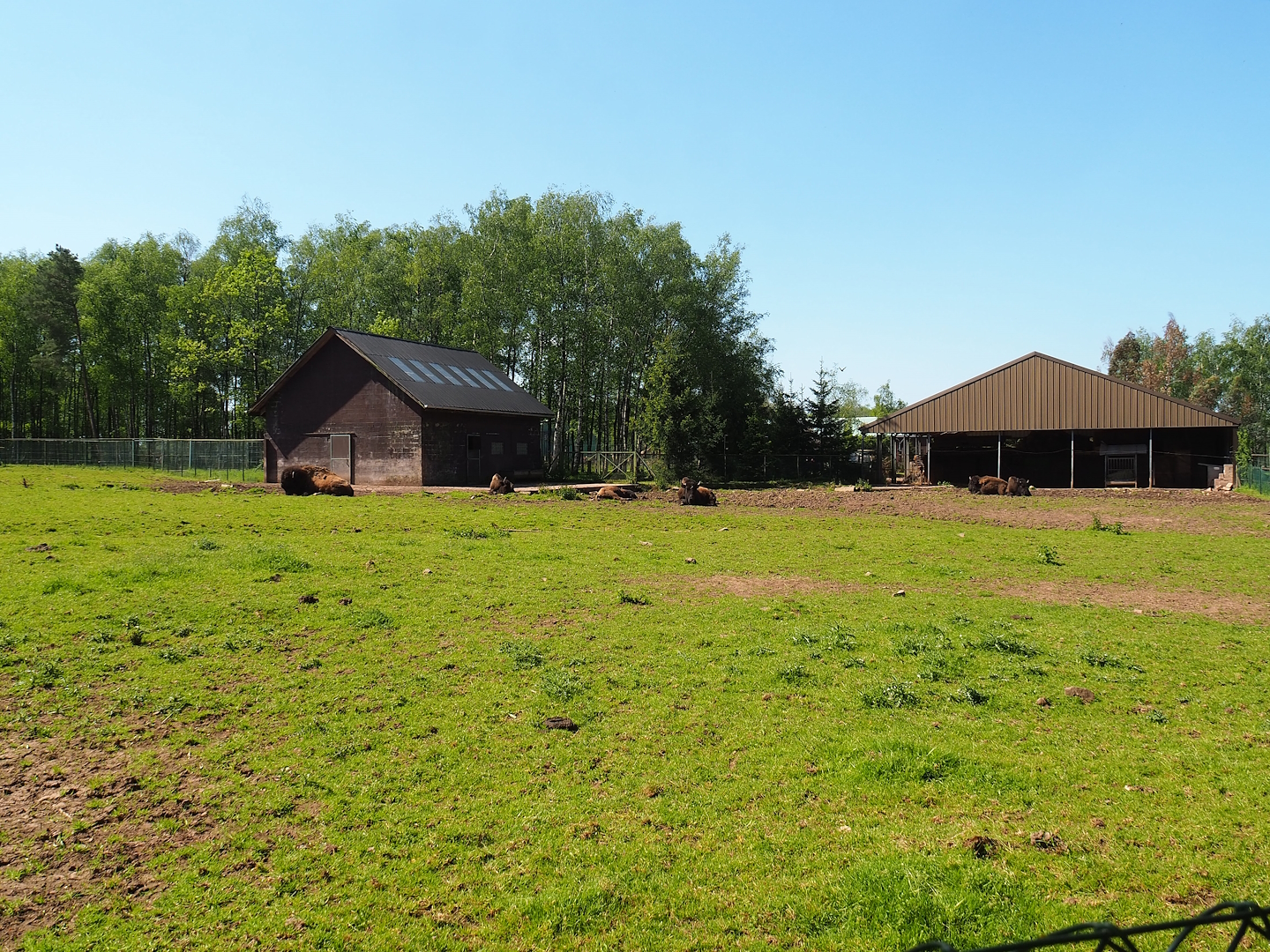 American Plains bison paddock, 2023-05-19