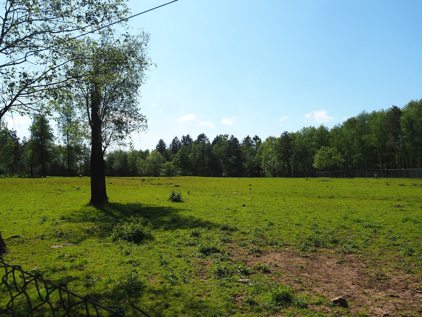 American Plains bison paddock, 2023-05-19