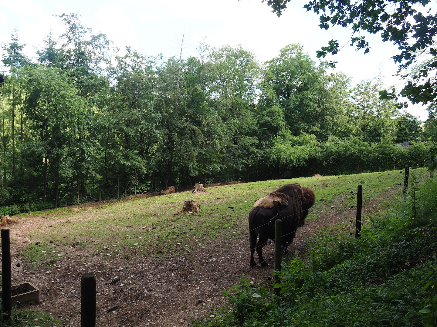 American Plains bison paddock,2023-06-24