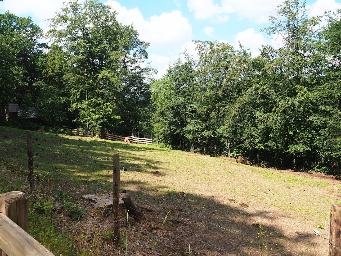 American Plains bison paddock,2023-06-24