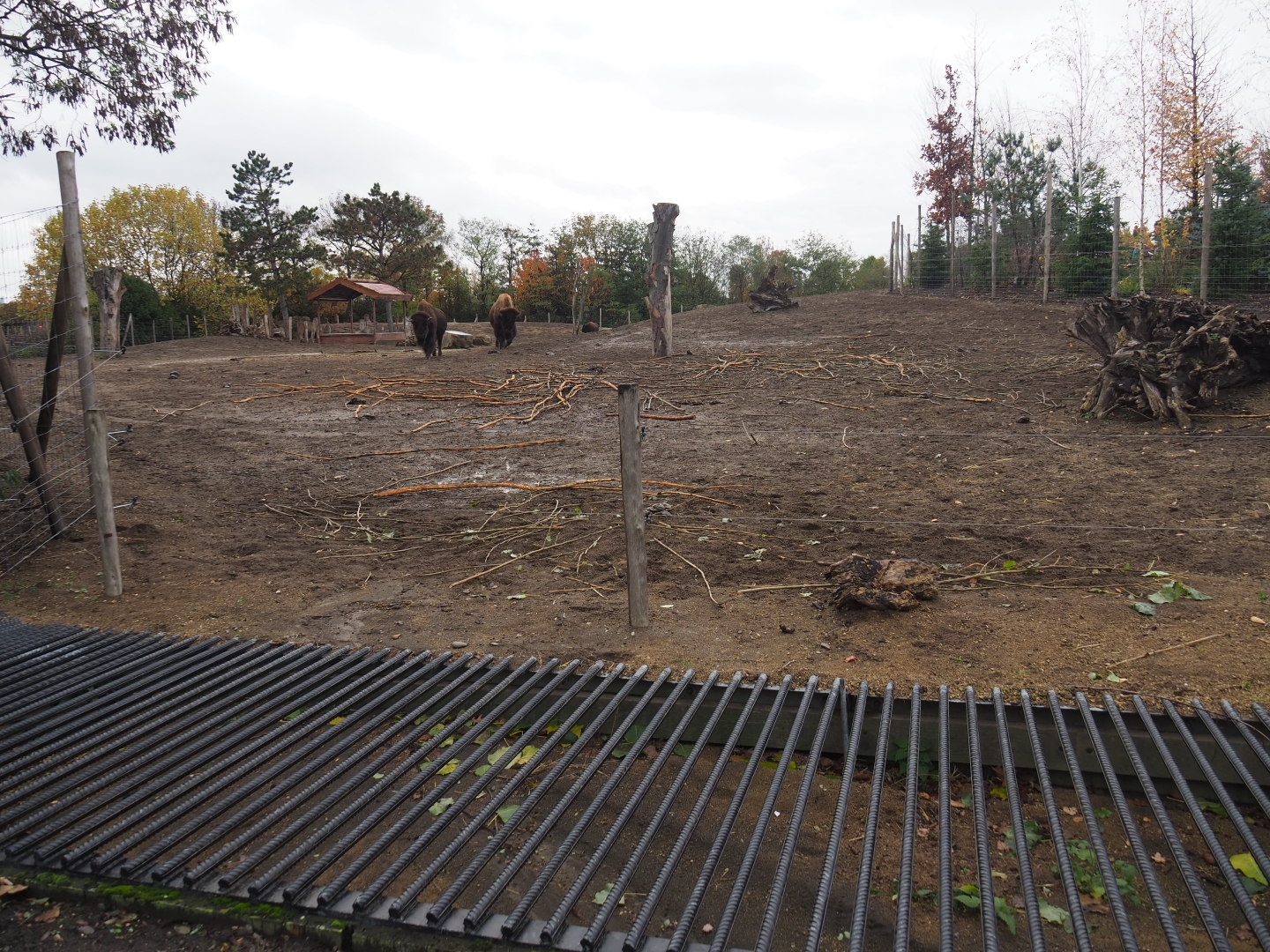 American plains bison paddock (Nov 10th, 2018)