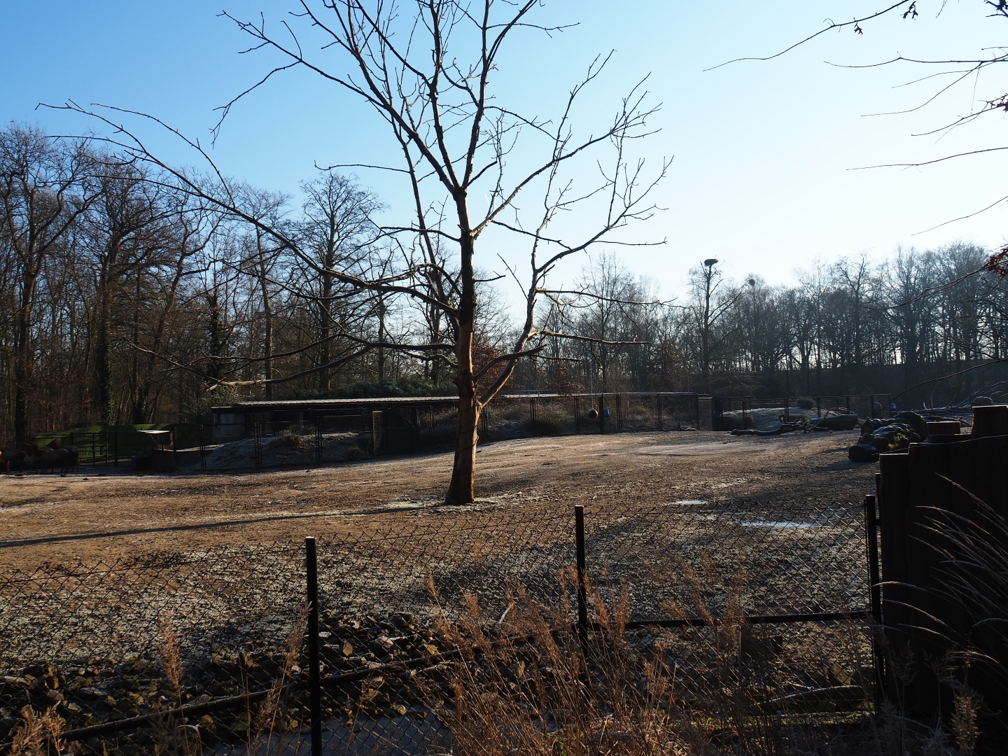 American plains bison - Rocky Mountain elk prairie (Jan 20th, 2019)