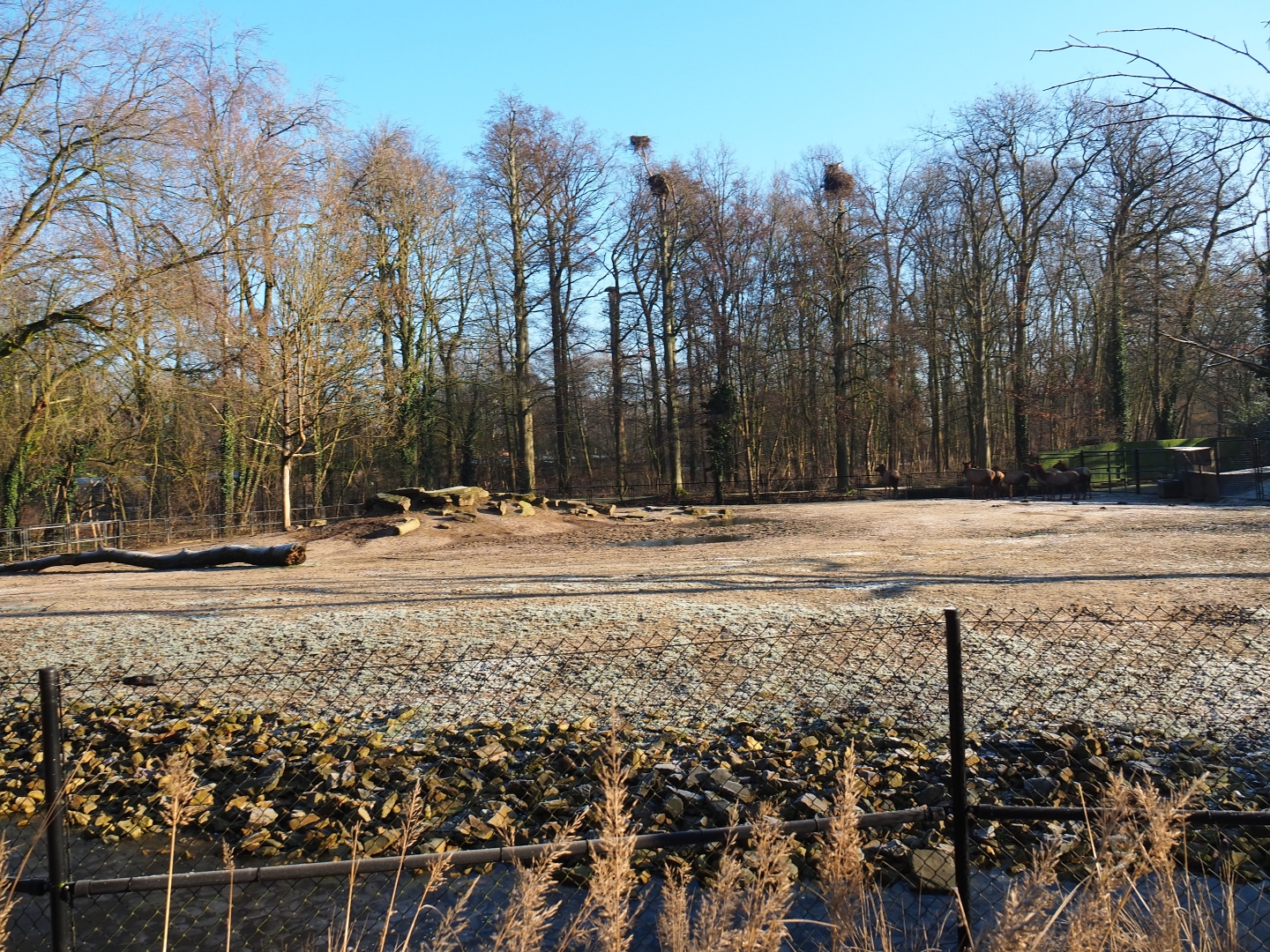 American plains bison - Rocky Mountain elk prairie (Jan 20th, 2019)